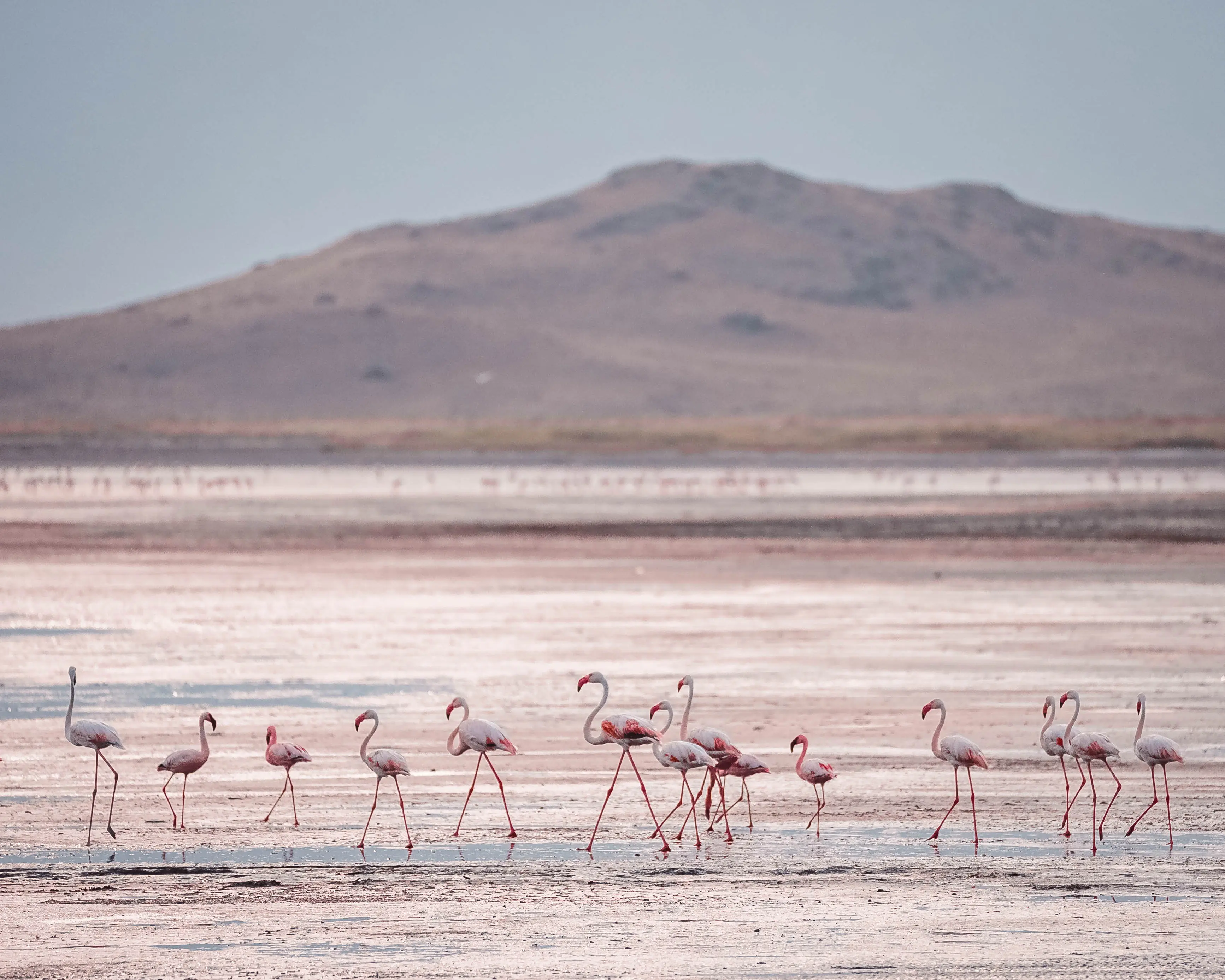 Flamingos an den Ufern desLake Natron. Photo: Altezza Travel archive Flamingos an den Ufern desLake Natron. Photo: Altezza Travel archive