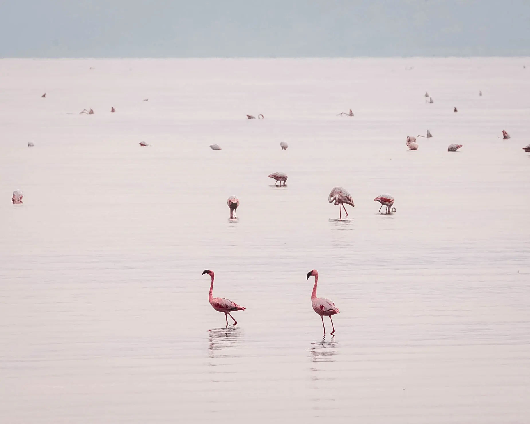Der Bau eines Wasserkraftwerks und einer Natriumkarbonatanlage könnte das einzigartige Ökosystem des Lake Natron zerstören. Foto: Altezza Travel Archiv Der Bau eines Wasserkraftwerks und einer Natriumkarbonatanlage könnte das einzigartige Ökosystem des Lake Natron zerstören. Foto: Altezza Travel Archiv