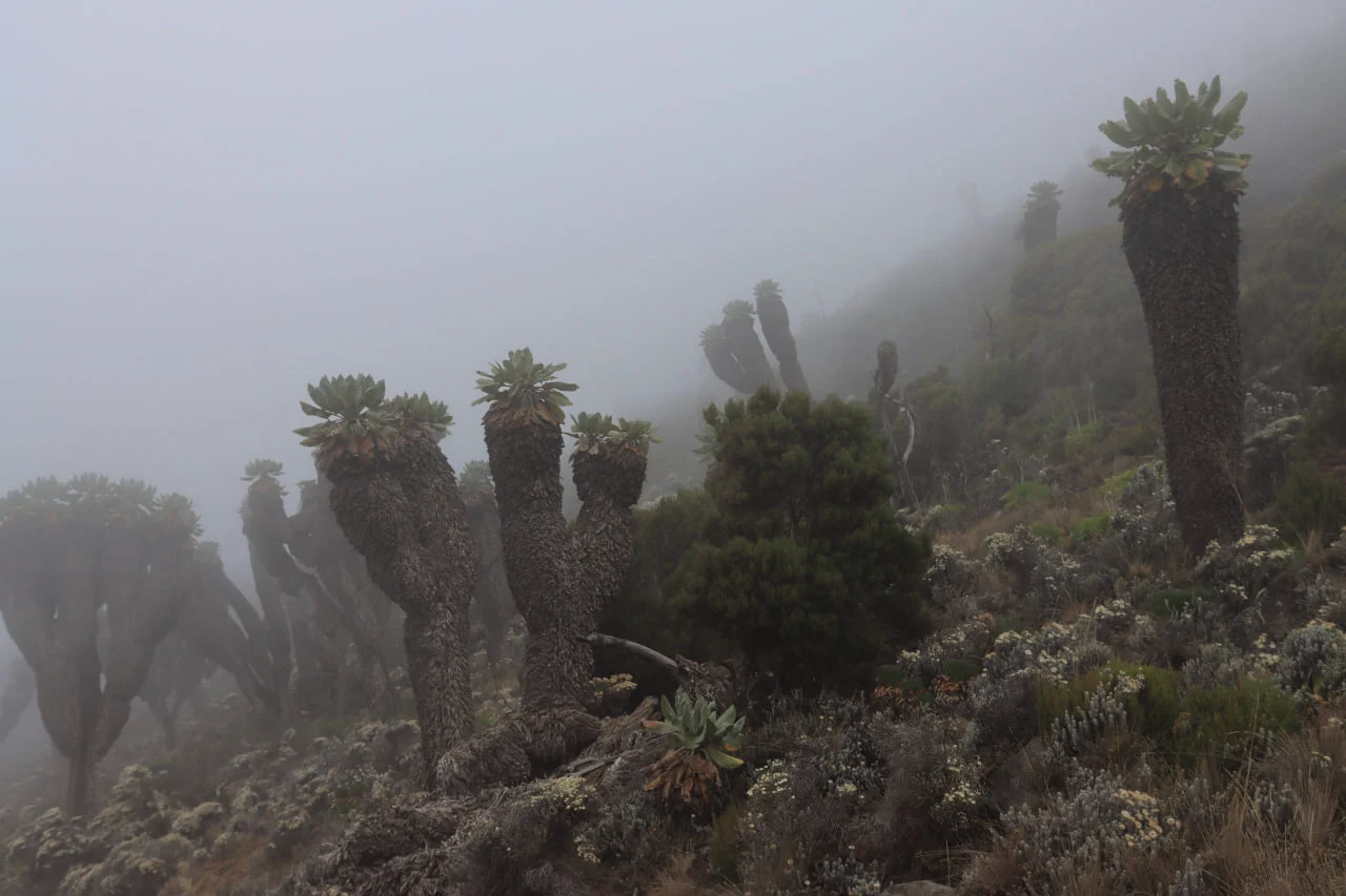 Riesenlobelien sehen Sie auf der schönsten Kilimandscharo-Route – Lemosho – sowie auf anderen südlichen und westlichen Routen