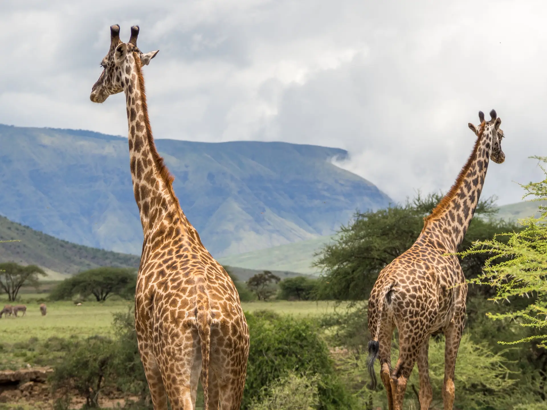 Giraffen am Natronsee