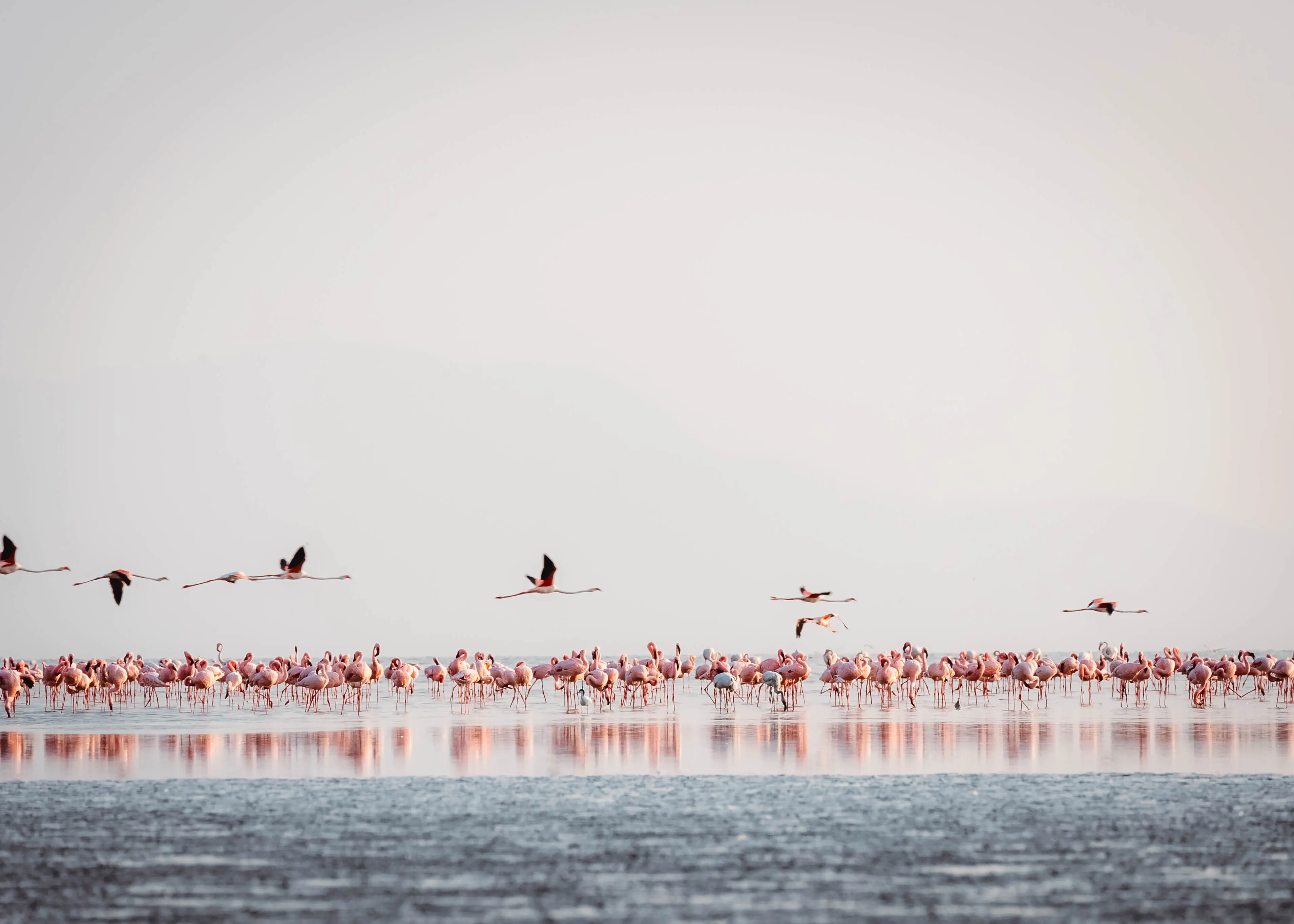 Natronsee – Brutgebiet der Zwergflamingos. Foto: Archiv von Altezza Travel