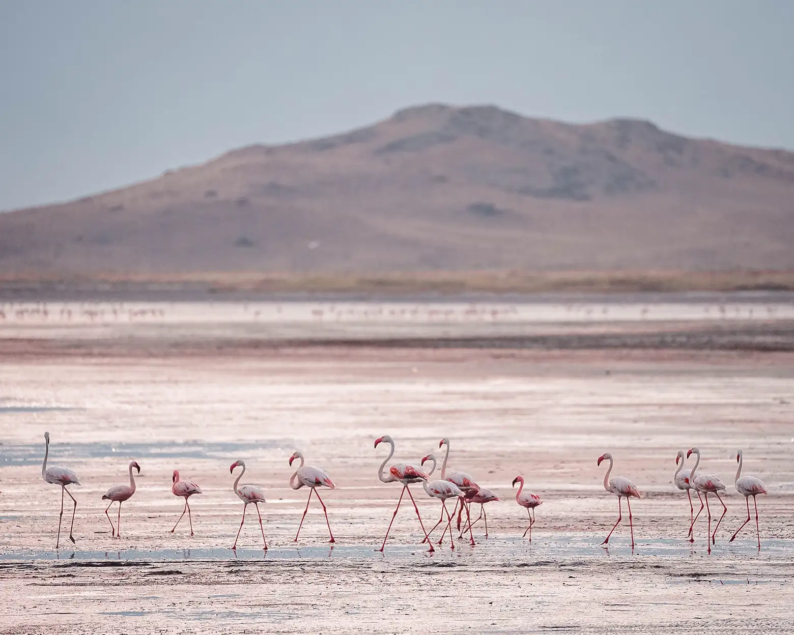 Flamingos am Ufer des Natronsees. Foto: Archiv von Altezza Travel