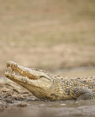 Ruaha-Nationalpark