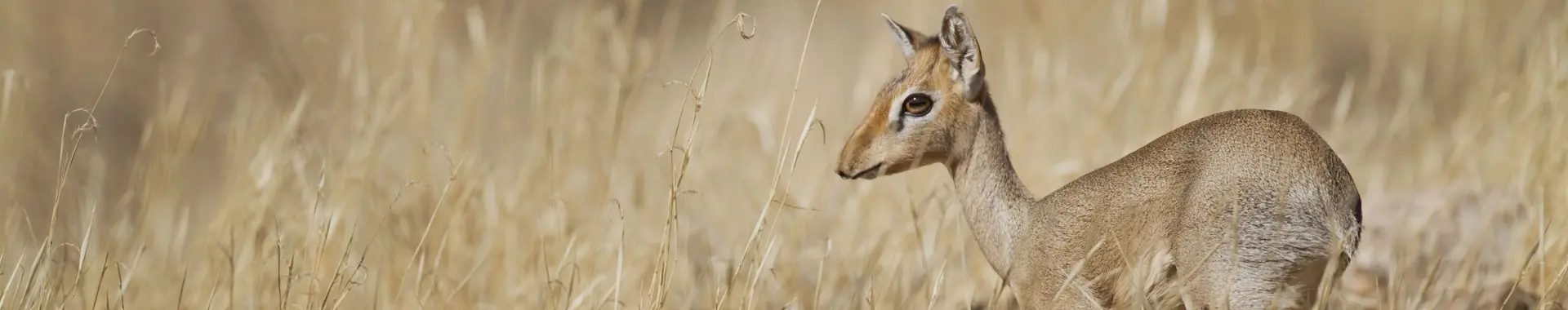 Dik Dik safaris in Tansania