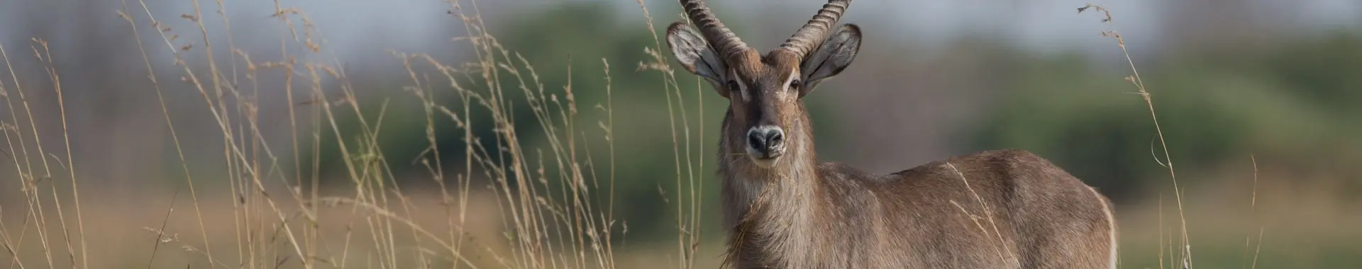 Wasserbock safaris