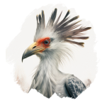 Sekretärvogel