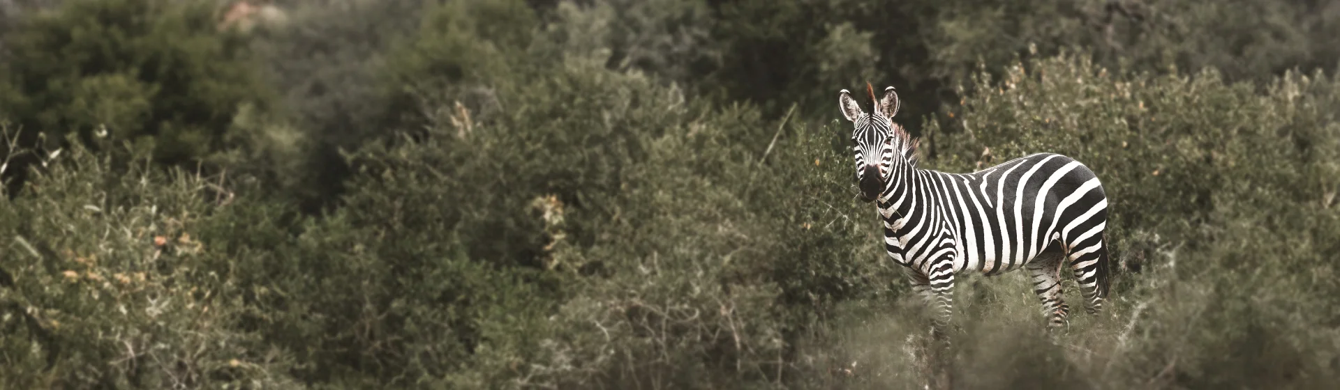 Großen Migration in der Serengeti & Safari in Ngorongoro & Tarangire Großen Migration in der Serengeti & Safari in Ngorongoro & Tarangire