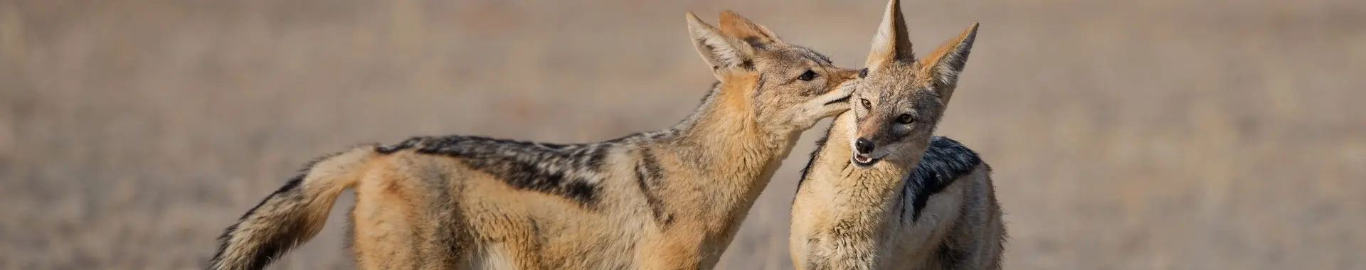 Schakal safaris in Tansania