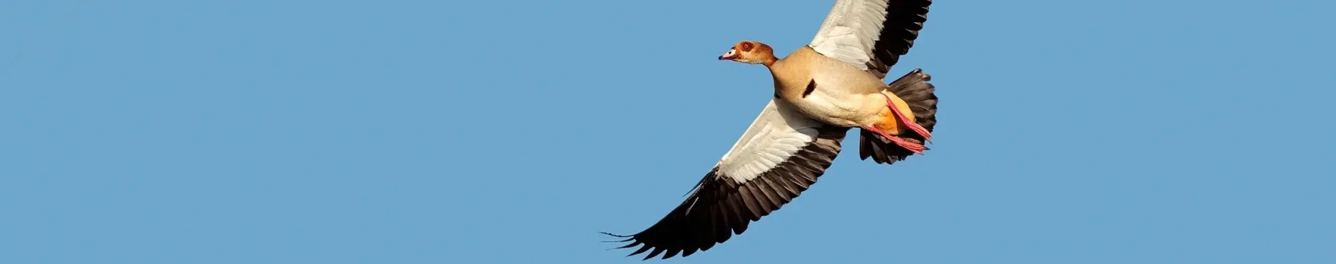 Afrikanische Nilgans