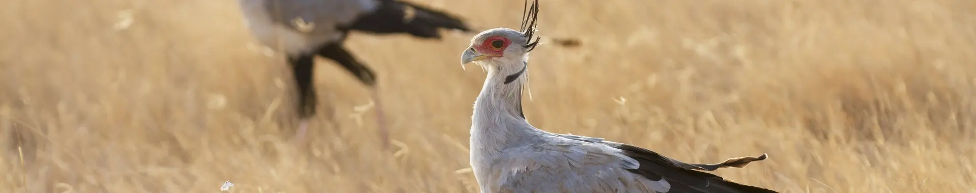 Sekretär vogel safaris