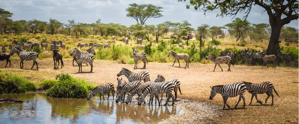 Tarangire Nationalpark