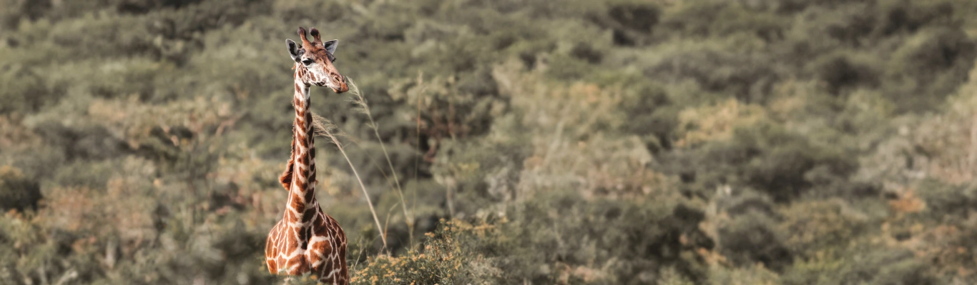 Exklusive Migrationssafari: Tarangire, Ngorongoro & West-Serengeti Exklusive Migrationssafari: Tarangire, Ngorongoro & West-Serengeti