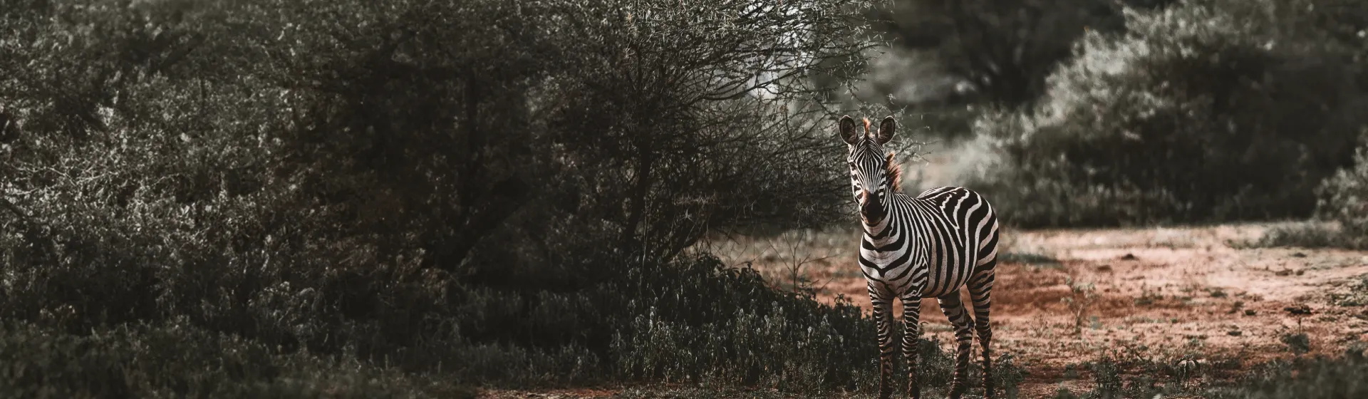 Arusha Safari Arusha Safari