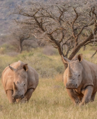 Mkomazi-Nationalpark