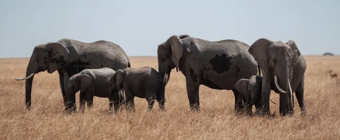 Tarangire-Nationalpark