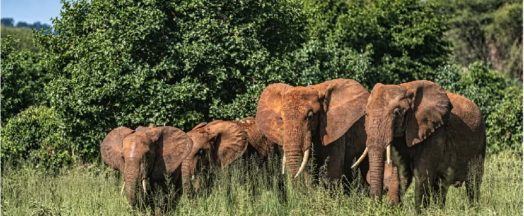 Tarangire Nationalpark