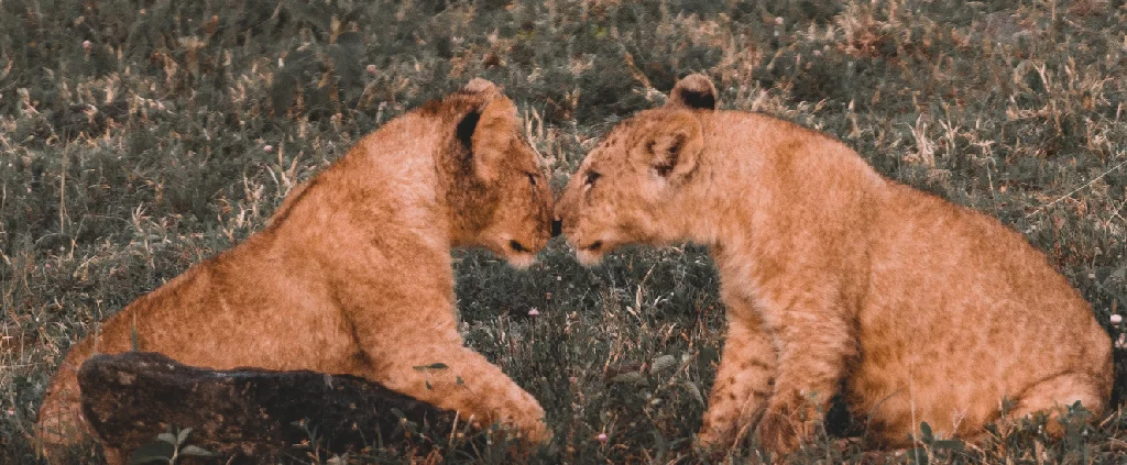 Serengeti-Nationalpark - Seronera