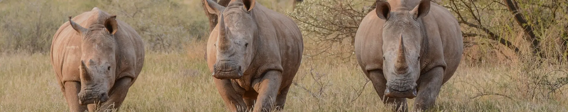 Nashorn safari in Tansania