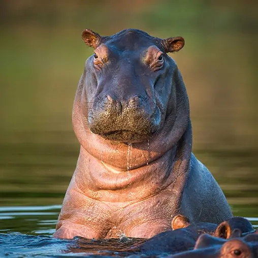 Flusspferd