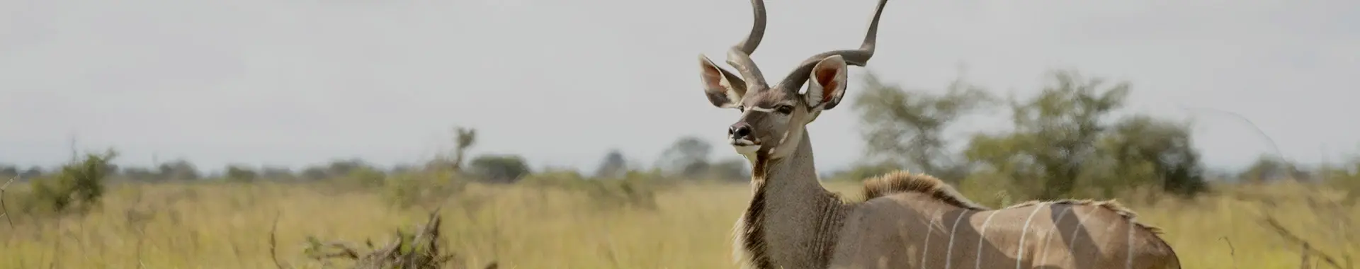 Kudu antilopen Safari