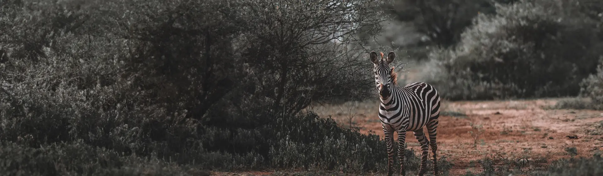 Offene Gruppen-Safari Offene Gruppen-Safari
