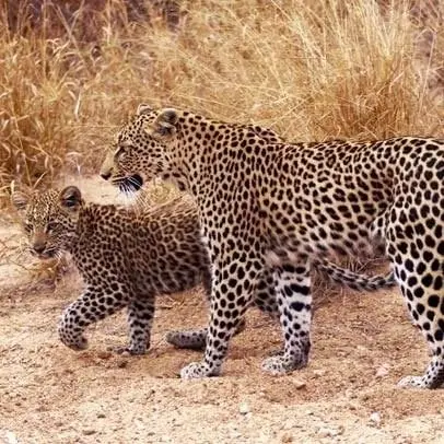 Leoparden