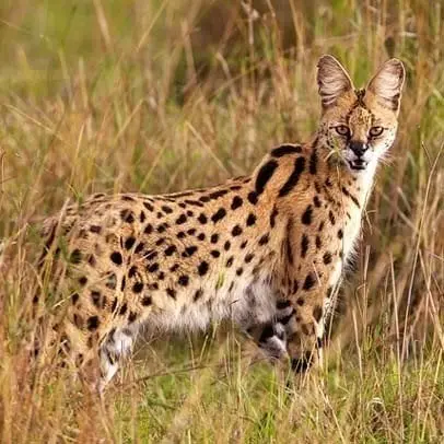 Serval