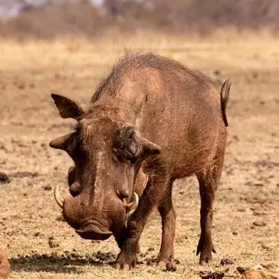 Warzenschwein