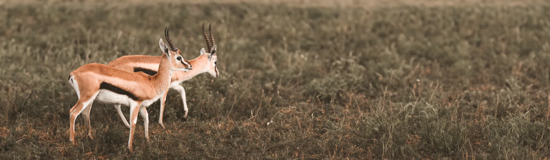 Budget-Migrationstour: Tarangire, Ngorongoro & West-Serengeti Budget-Migrationstour: Tarangire, Ngorongoro & West-Serengeti