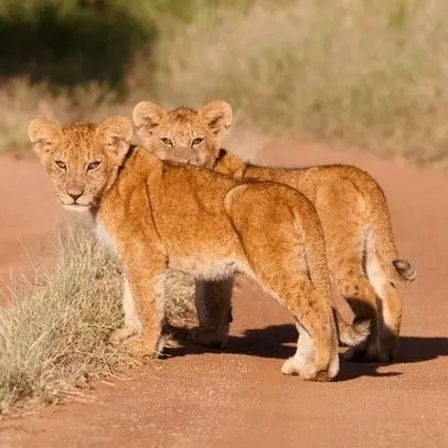 Löwe