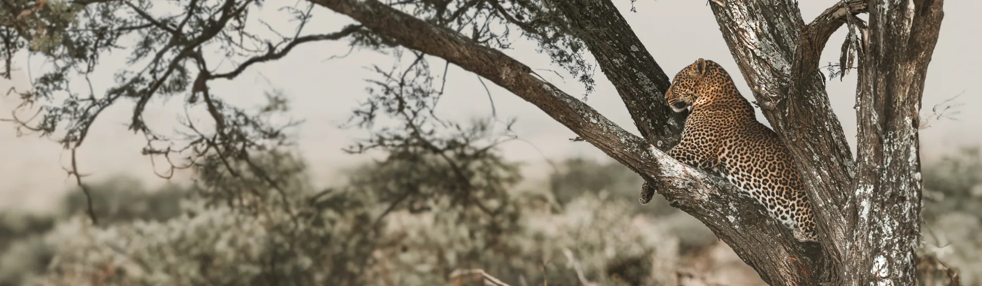 Exklusive Safari: Ngorongoro, Lake Natron & Serengeti-Migration in 7 Tagen Exklusive Safari: Ngorongoro, Lake Natron & Serengeti-Migration in 7 Tagen