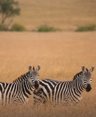 Arusha-Nationalpark