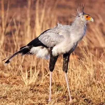 Sekretärvogel