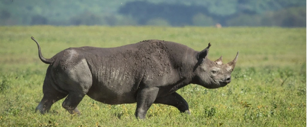 Schutzgebiet Ngorongoro