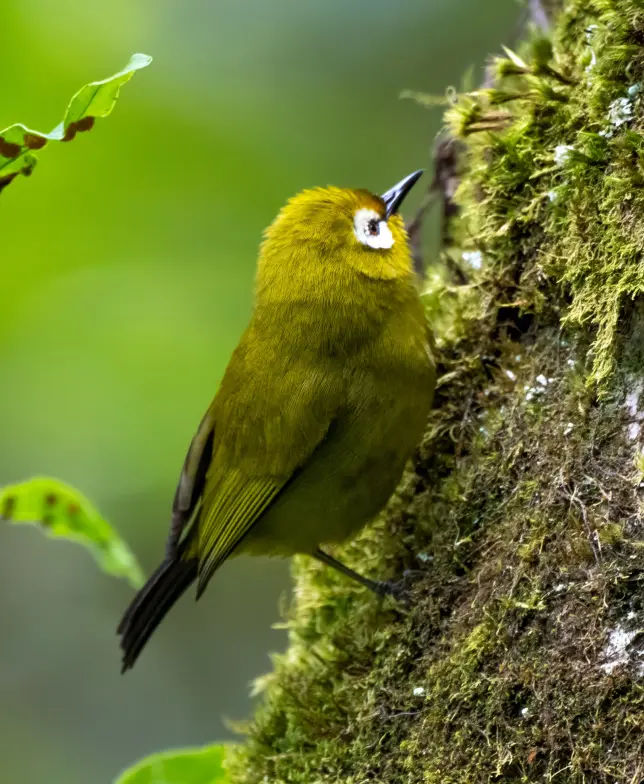 Vogelbeobachtung