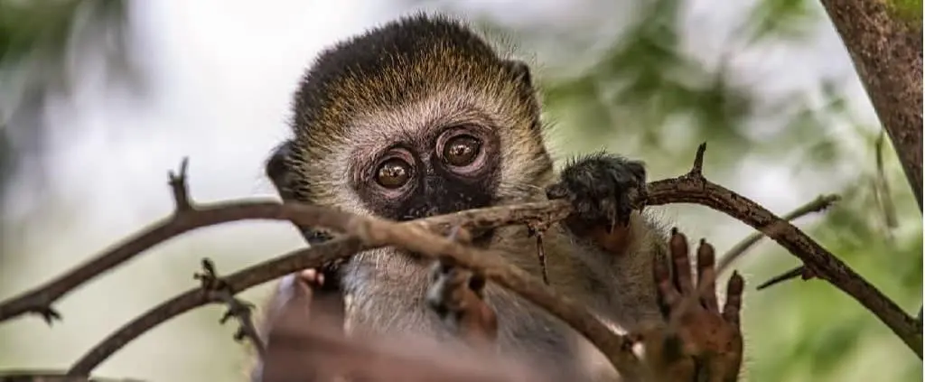 Arusha Nationalpark