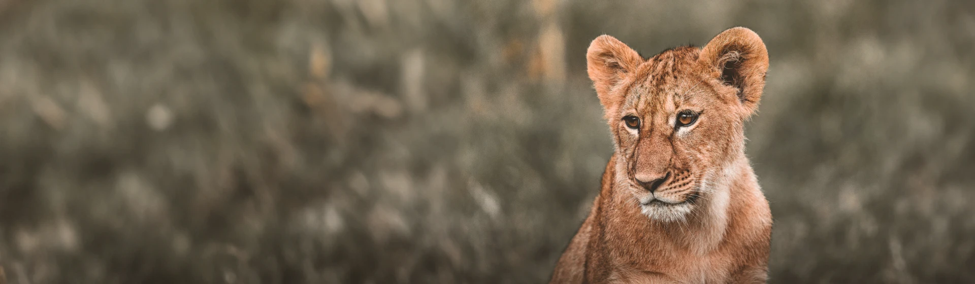 Safari in Tarangire, Ngorongoro & Kalbungszeit in Ndutu Safari in Tarangire, Ngorongoro & Kalbungszeit in Ndutu