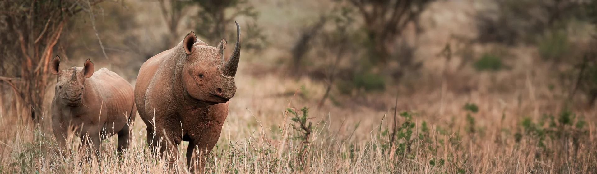 Ngorongoro 2-Tagesreise: Sonnenaufgang am Kraterrand Ngorongoro 2-Tagesreise: Sonnenaufgang am Kraterrand