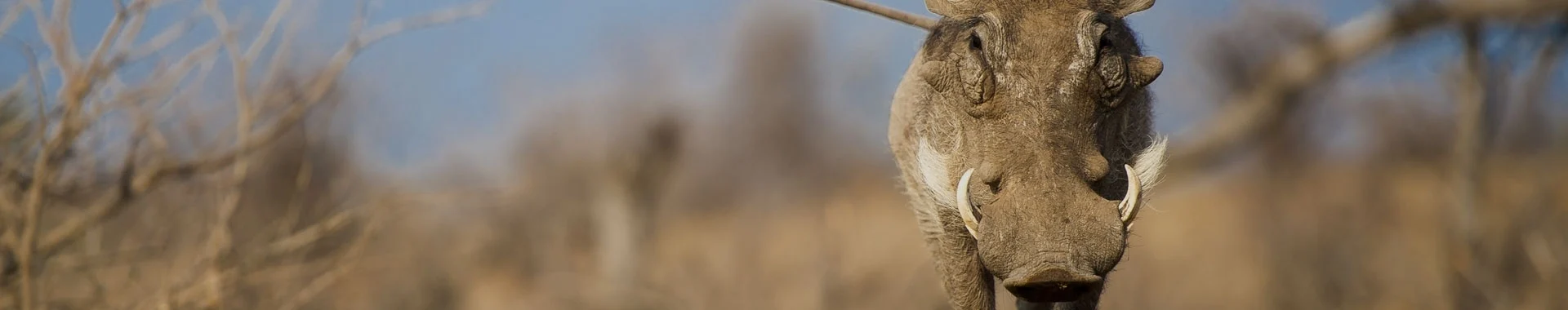 Afrikanisches Warzenschwein