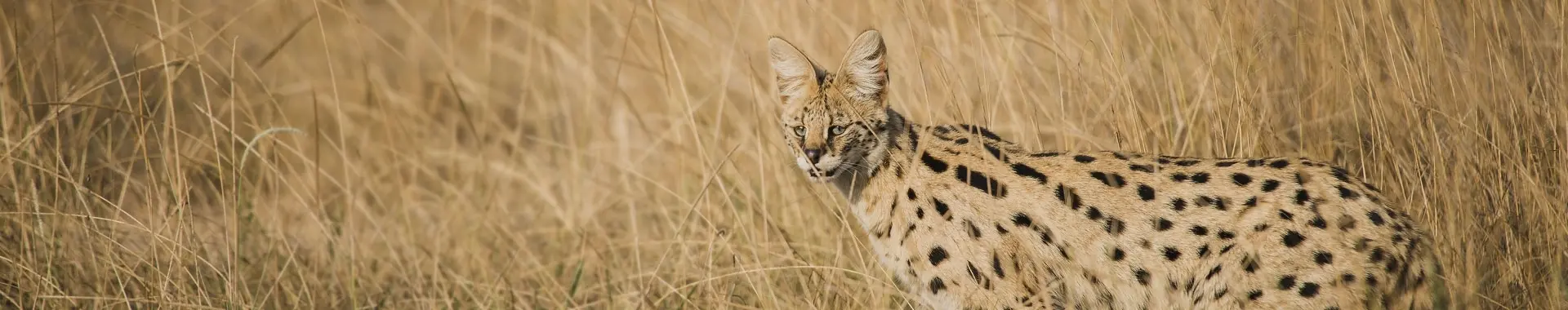 Serval katzen safari