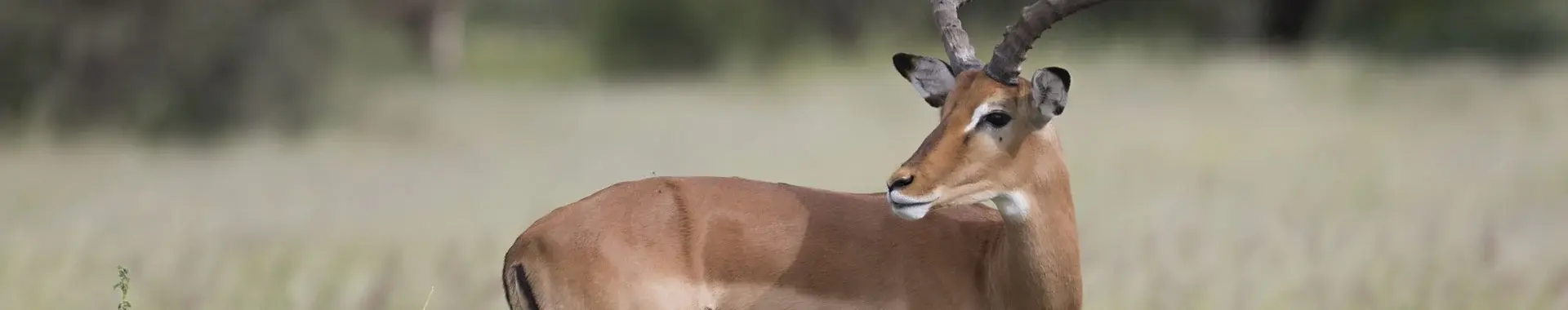 Impala safaris in Tansania