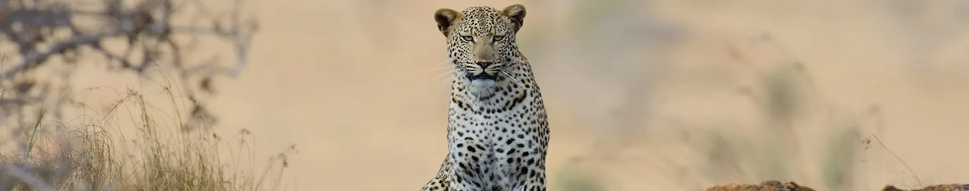 Leoparden safari in Tansania