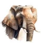 Elefant