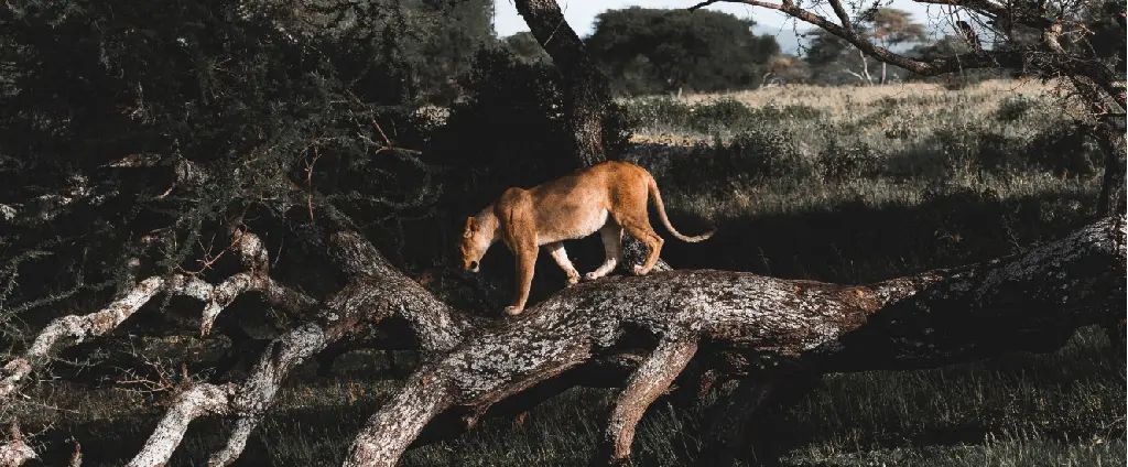 Serengeti Nationalpark