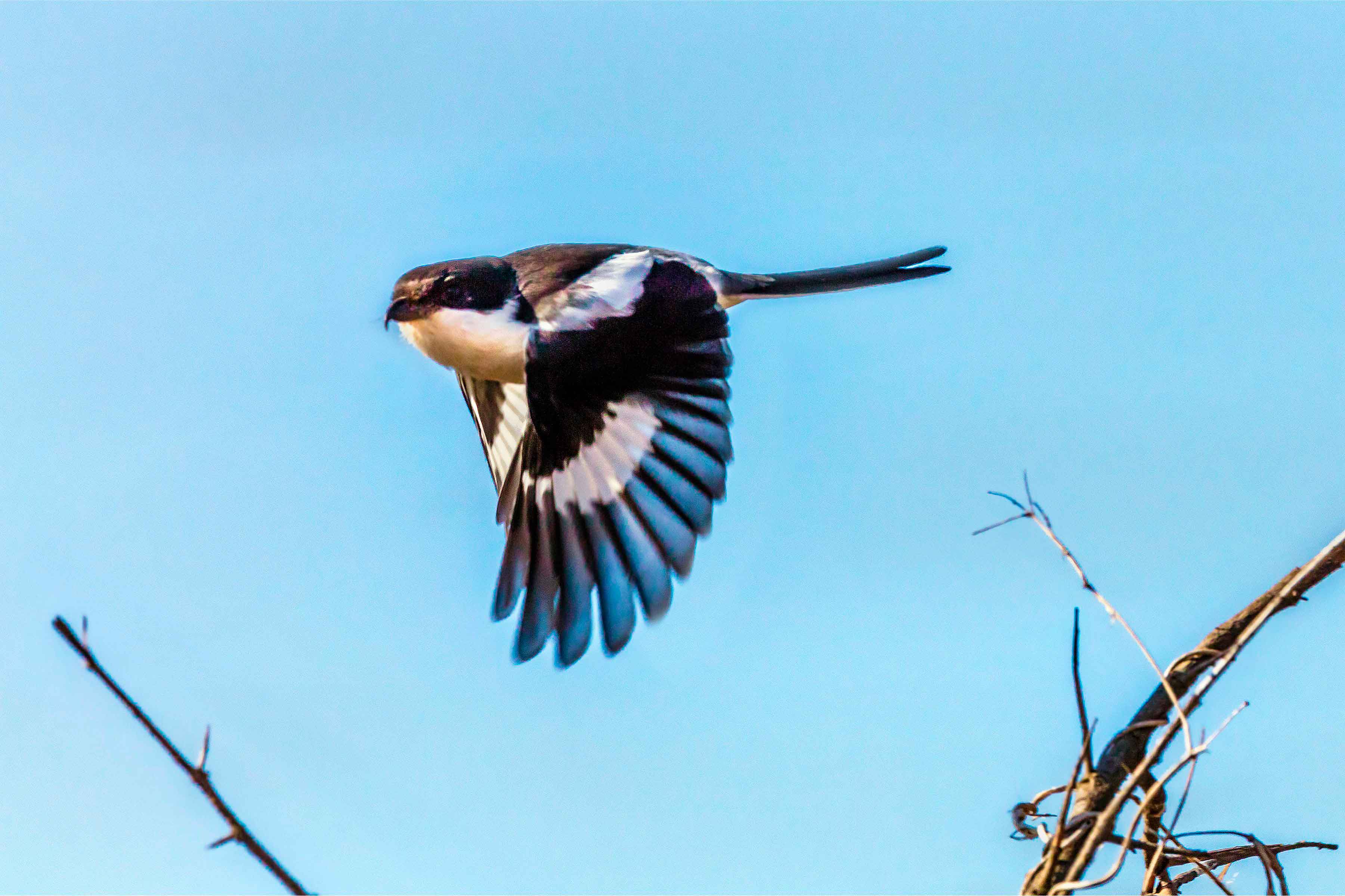 Vogelbeobachtung im Selous, Nyerere, Mikumi, den Udzungwa-Bergen und mehr