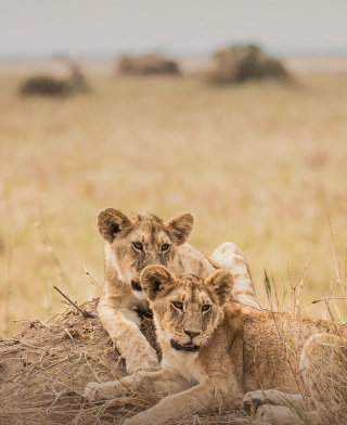 Nyerere-Nationalpark (Selous)
