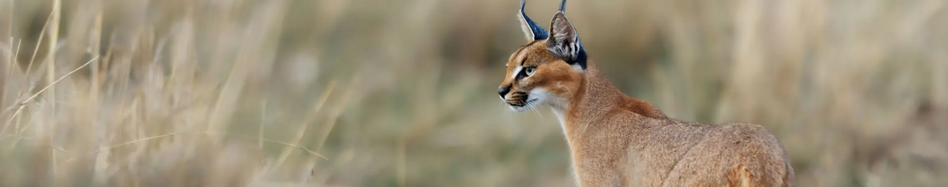 Karakal safari in Tansania