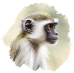 Grünmeerkatze