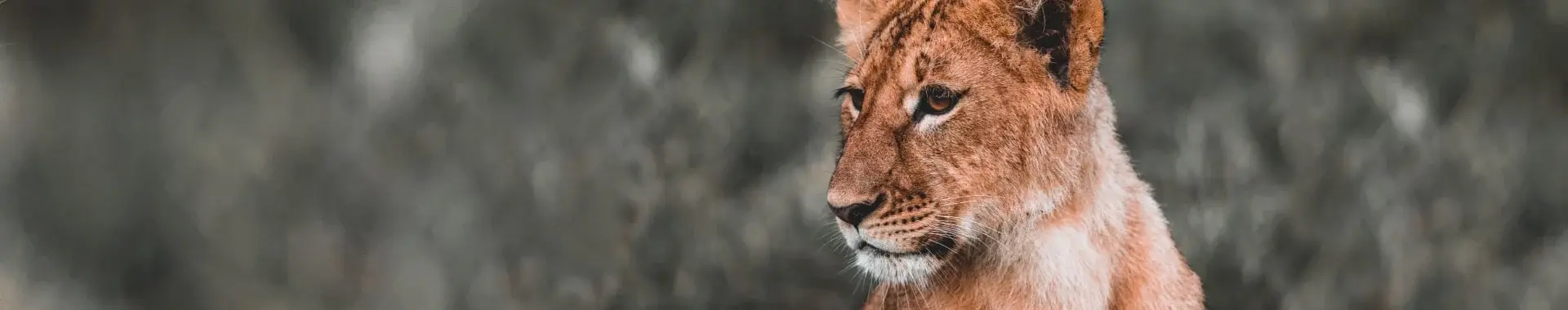 Ruaha-Nationalpark