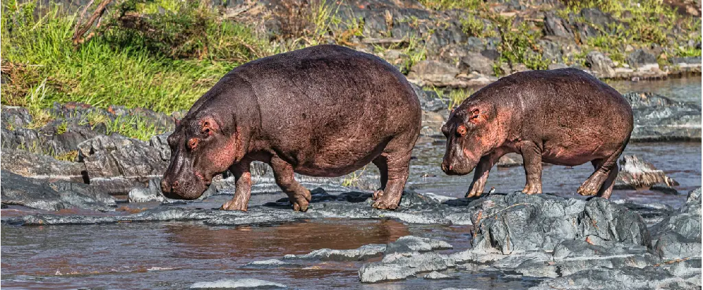 Serengeti Nationalpark